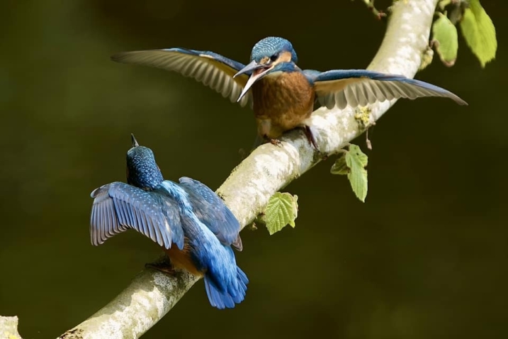 Two juvenile kingfishers on a branch at WWT Martin Mere